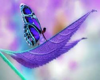 Image of butterfly.